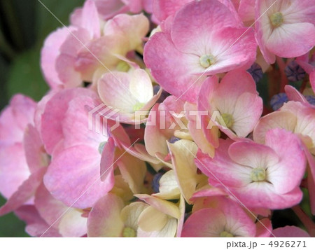 あじさい 4926271