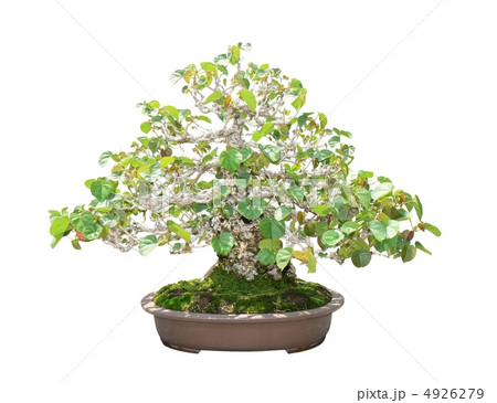 昭和記念公園盆栽苑のおおはまぼう 4926279