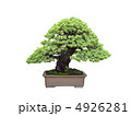 昭和記念公園盆栽苑の五葉松 4926281