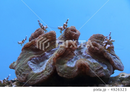 イソギンチャクモエビ イソギンチャクモエビ 4926323