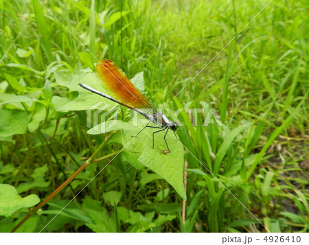 ニホンカワトンボ 4926410
