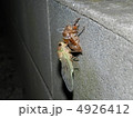 セミの羽化 4926412