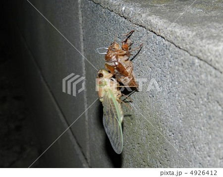 セミの羽化 セミの羽化 4926412