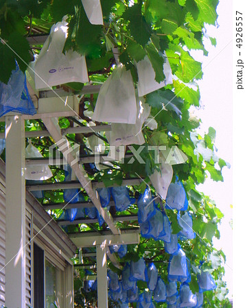 袋がけのブドウ棚 4926557