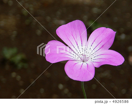 アグロステンマ 4926586