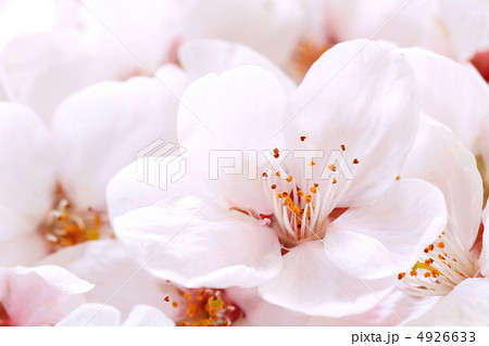 桜の花 アップの写真素材