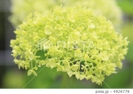 アジサイ 4926776