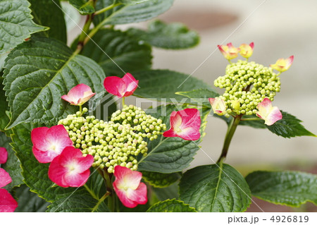 ガクアジサイ 4926819