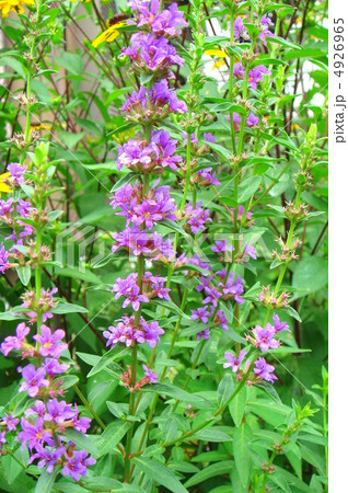 ミソハギ ミソハギ 4926965