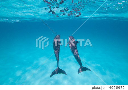 仲良しイルカ 仲良しイルカ 4926972