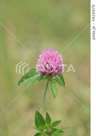 ムラサキツメクサ 4926979