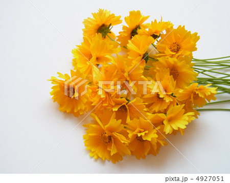 キンケイギク 4927051