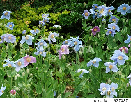 ブルーポピー ブルーポピー 4927087