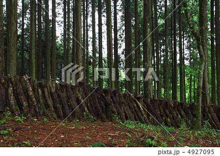 林の中のしいたけの木 4927095