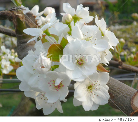 梨の花 梨の花 4927157