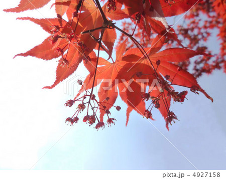 春　モミジの花と葉 4927158