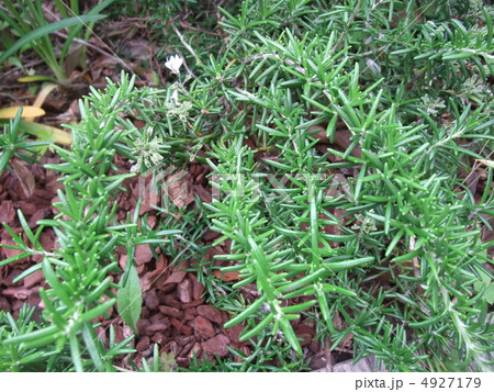 ローズマリー ローズマリー 4927179