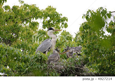 アオサギ子育て中 4927214