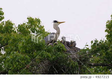 アオサギ子育て中 4927215