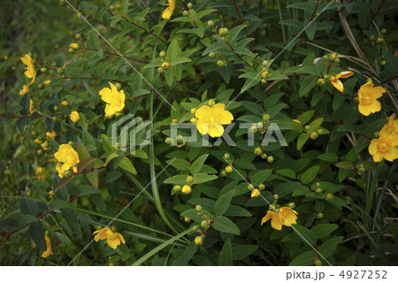 ヒペリカム・ヒドコート ヒペリカム・ヒドコート 4927252