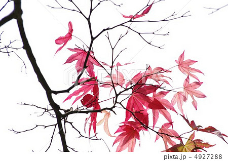 紅葉 4927288