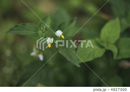 イヌホオズキ イヌホオズキ 4927300