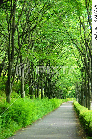 6月　ケヤキ・ニレ科166新緑の街路樹　 4927326