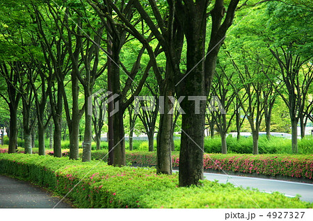 6月　ケヤキ・ニレ科165新緑の街路樹　 4927327