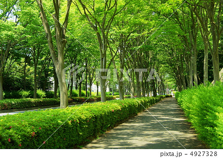 6月　ケヤキ・ニレ科164新緑の街路樹　 4927328
