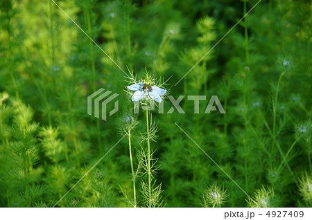 5月　ニゲラ・キンポウゲ科05花一輪 4927409