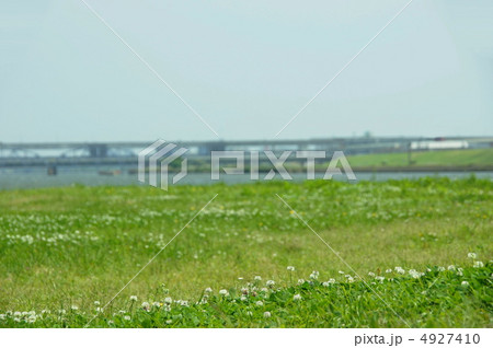 5月　シロツメクサ・マメ科30群生地 4927410