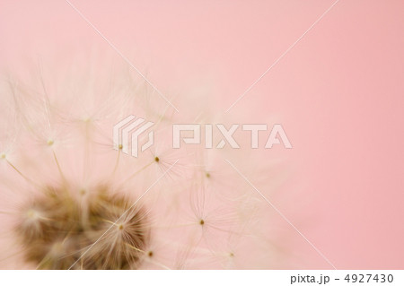 タンポポの綿毛 4927430