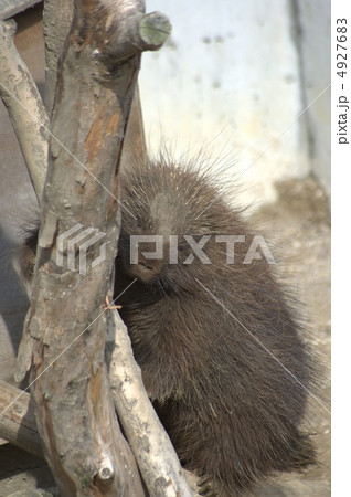 ヤマアラシ 4927683