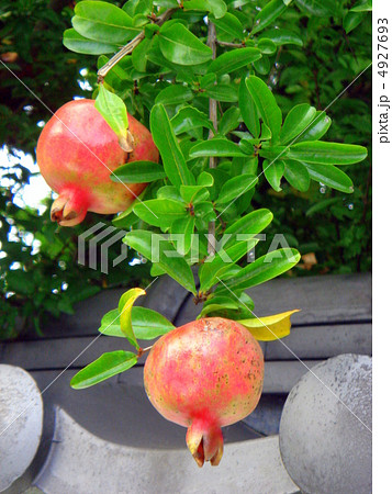 ザクロの実 4927693