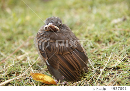 ヒヨドリのヒナc 4927891