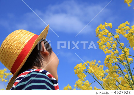 菜の花畑の男の子 菜の花畑の男の子 4927928