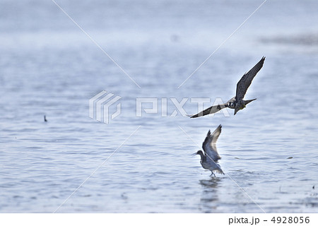 ハヤブサの狩り 4928056