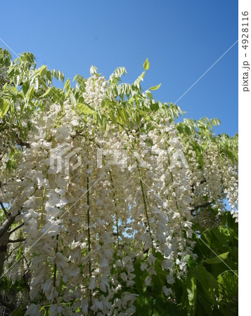シロフジ・イメージ（１８） 4928116