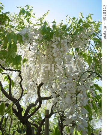 シロフジ・イメージ（１９） 4928117