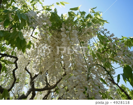 シロフジ・イメージ（２０） 4928118