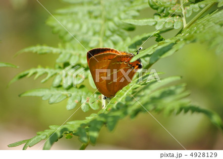 アカシジミ 4928129