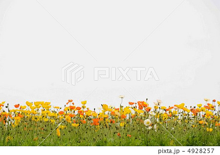 ポピーと空　 4928257