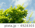 もみじ 4928303