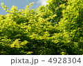 もみじ 4928304