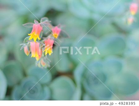 七福神の花 4928395