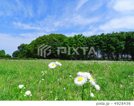 初夏の小手指ヶ原古戦場 4928436