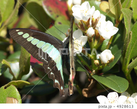 アオスジアゲハ車輪梅 アオスジアゲハ車輪梅 4928613