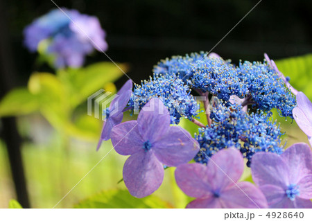 アジサイ アジサイ 4928640