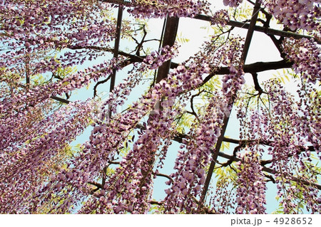 あしかがフラワーパークの藤の花 あしかがフラワーパークの藤の花 4928652