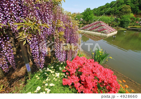 あしかがフラワーパークの藤の花など あしかがフラワーパークの藤の花など 4928660